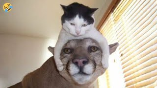 thumb for FUNNY CATS And DOGS 🐱🐶 New Funniest Playful Animals Videos