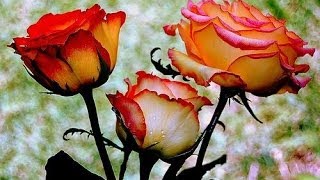 ROBERTO CARLOS,.....Si El Amor Se Va,