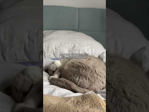 Was kosten Katzen? 🐱 Februar 2024 #katze #katzenliebe #katzen