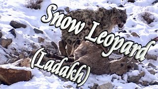 🐆 Snow Leopards (Ladakh) ⛰️