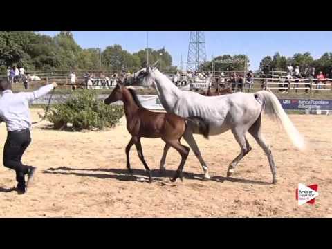 N.98 NANUK - Bergamo 2015 - Futurity Males (Class 13)