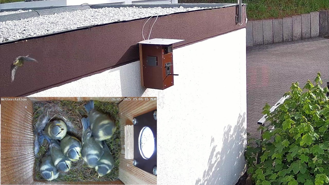 Das erste Blaumeisenküken fliegt aus! | 26.05.2025