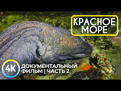 Подводные обитатели Красного моря - 4K Документальный фильм о глубоководных животных - Эпизод 2