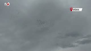 Binlerce Kuş Gökyüzünde Görsel Şölen Oluşturdu