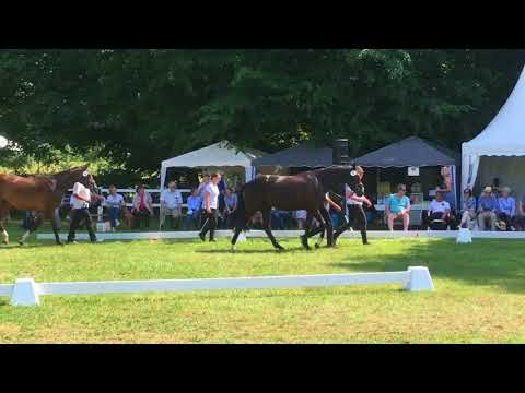 Silber für Elitestute Greta Garbo und ihre Töchter