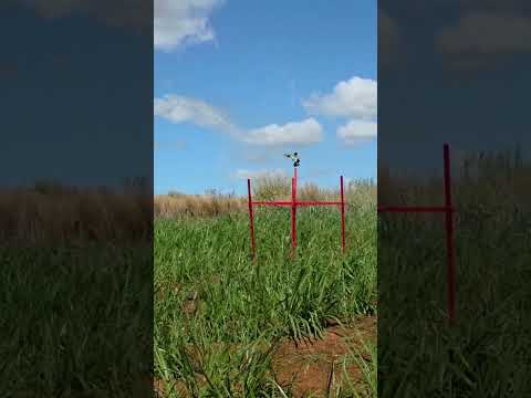Carretel de irrigação em funcionamento com pastagem | Goianésia, Goiás