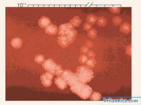 Bacteria, Growth Phases of a Bacillus Subtilis Bacteria Colony