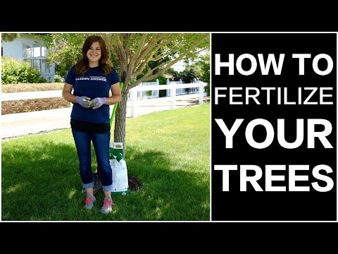How to Fertilize Trees