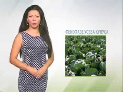 Zelena prognoza 15.9.2014. - Crna trulež kupusnjača