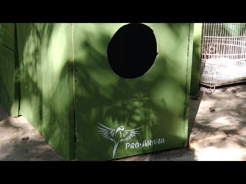 Araras cria projeto para que aves possam se reproduzir na cidade