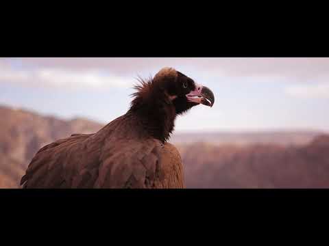 مركز مراقبة التنوع الحيوي في الملكية لحماية الطبيعي