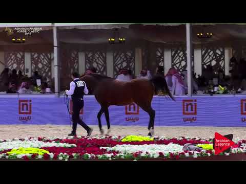 N.214 SAMRAN II - Asharqia Classic 2018