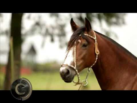 Arabian Cala Bassa embryo goes on sale in Redomão da Lagoa!