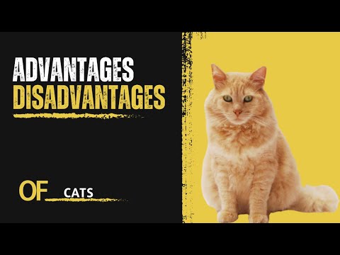 three advantages and three disadvantages of the cat