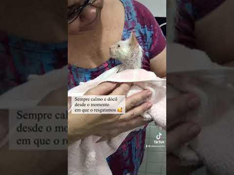 #rescueanimals História do Marshmallow 🐱 #cats #tiktokcats #rescuecat #rescuean