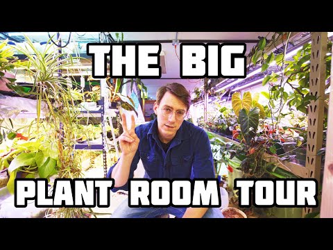 Houseplant Tour 2023 My Entire Plant Collection ( 500 Plants )