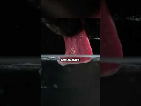 Czy koty robią to lepiej niż psy? #ciekawostki