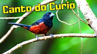 Canto do Curi - Canto do Curi Praia - O Canto do Curi