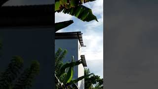 Download lagu MT25 PLATINUM ORIGINAL 081355617799 mp3 Download lagu MT25 PLATINUM ORIGINAL 081355617799 mp3