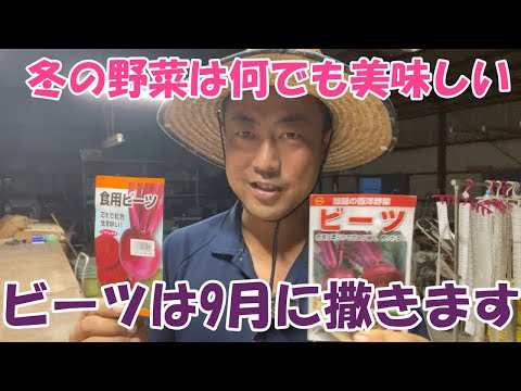 ビーツ、ビーツ 植物