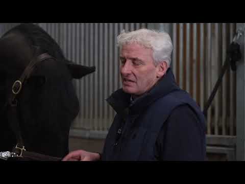 Besuch in der Stallgasse bei Sané v. So Perfect-Dancing World-Rotspon