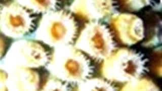 Calcio de coral: beneficios y propiedades.