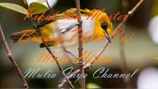 Download lagu Suara pikat dan master burung Pleci Mata hitam ENDKANG #Mulia Jaya Channel mantap mp3 Download lagu Suara pikat dan master burung Pleci Mata hitam ENDKANG #Mulia Jaya Channel mantap mp3