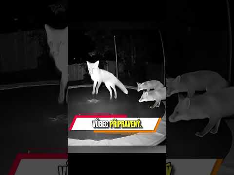 Nainstaloval jsem trampolínu a přišla divoká zvířata!
