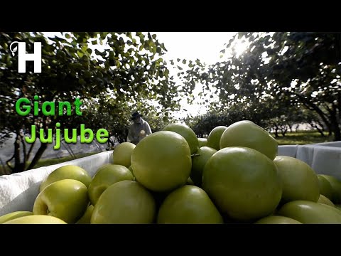Taiwan Giant Green Apple Farm - Awesome Green Jujube Cultivation Technology @HappyFarm85