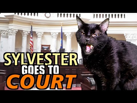 Talking Kitty Cat 69 - Sylvester Goes To Court
