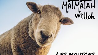 Matmatah &amp; Willoh - Les moutons (remix)