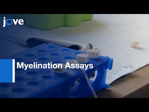 Myelination Assays by Lentivirus Transduction of OPCs | Protocol Preview