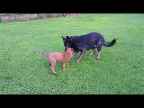 Casper vom Further Moor