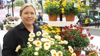 Add Granvia strawflowers to your fall programs