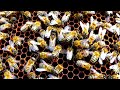 Пчёлы нам КРИЧАТ у нас нет МАТКИ!!! Пчелиный плач ещё один индикатор на пасеке.