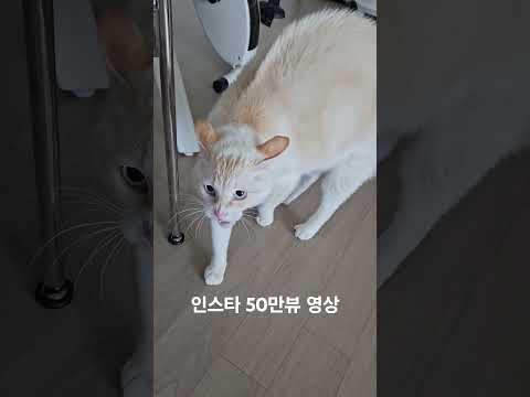 길고양이 데리고 와서 키웠는데 삵교배 종일까요? ㅋㅋㅋ 깜놀 하악질
