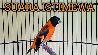 Download lagu RED SISKIN GACOR SUARA JERNIH, COCOK UNTUK MASTERAN !!! mp3