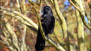 Crows Look Cool Anywhere