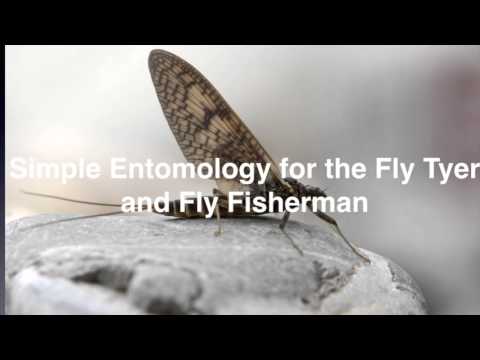 Introduction: Fly Fishing Hatches Part I