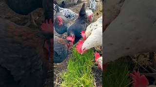 Ein Stück Frühlings-Wiese für die Hühner geht immer, auch wenn hier noch immer Winter ist #chickens