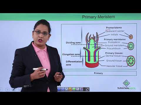 Anatomy of flowering plant Introduction Hindi