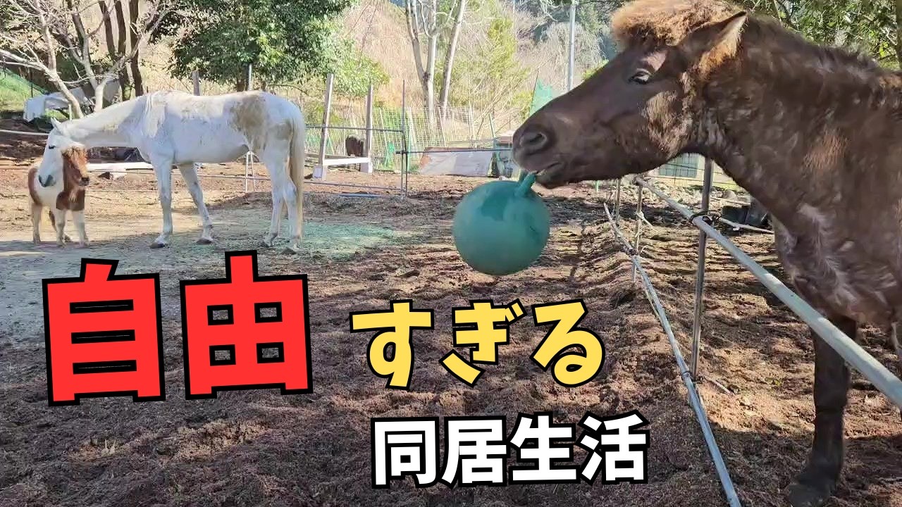 学習する賢い馬達の自由すぎる同居生活！！引退競走馬、ポニー、道産子、ヤギ