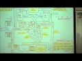 ANATOMY; CIRCULATORY SYSTEM; PART 1 by Professor Fink