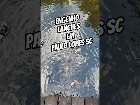OS PEIXES ME PERSEGUEM #fishing #CARPA #peixe #laguna #lago #santacatarina #lagunafishing #travel