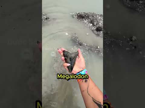 Cô Gái Phát Hiện Ra Răng Của Cá Mập Megalodon Nhưng 😳