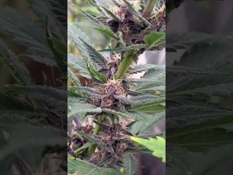 Purple Kush Auto Week 4 of flower #AcInfinity #Gaiagreen #grow