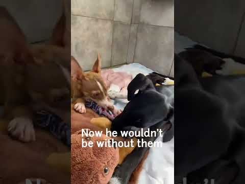 From a scared street pup to being happy with his new friends! Squirrel ❤️