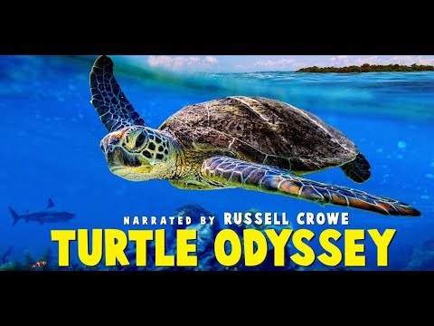 Thumbnail of the video: Turtle Odyssey - Official Trailer