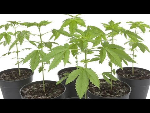 download lagu mp3 mp4 Is There Thc In Hemp Seeds, download lagu Is There Thc In Hemp Seeds gratis, unduh video klip Is There Thc In Hemp Seeds