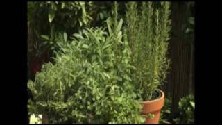 preview picture of video 'Grow  Herbs in Pots'